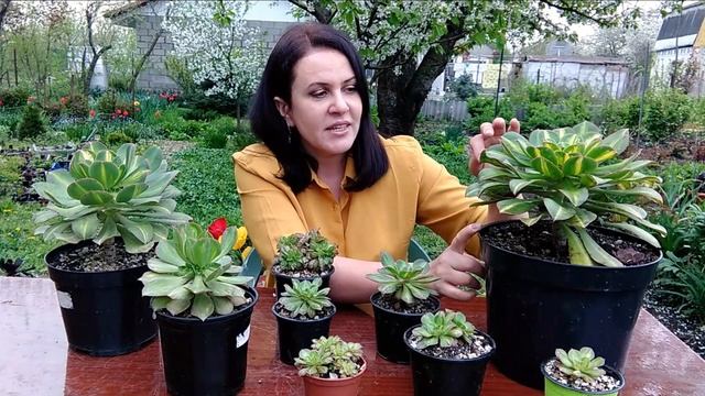 Эониум 'Лемон-Лайм'. Описание вида, уход. смотреть онлайн