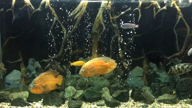 Музыка и видео для релакса. Music For Relaxation. Beautiful Relaxing Music For Stress Relief