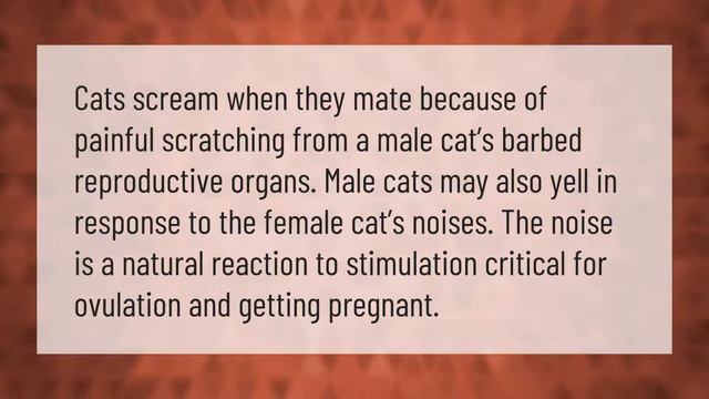 What month is mating season for cats? смотреть онлайн