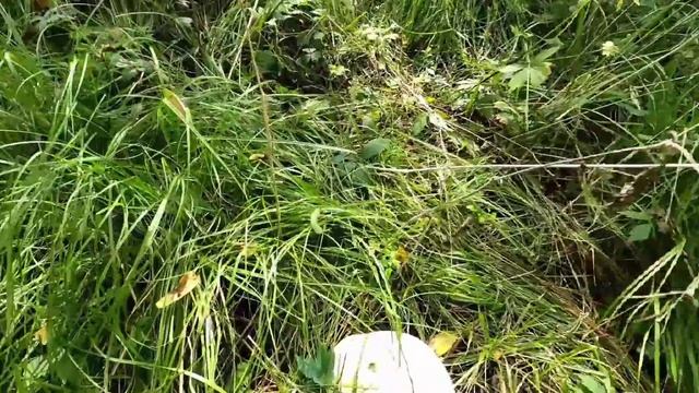Panen Jamur Liar - Jamur Bola Raksasa - GIANT PUFFBALL MUSHROOM - Hetti White смотреть онлайн