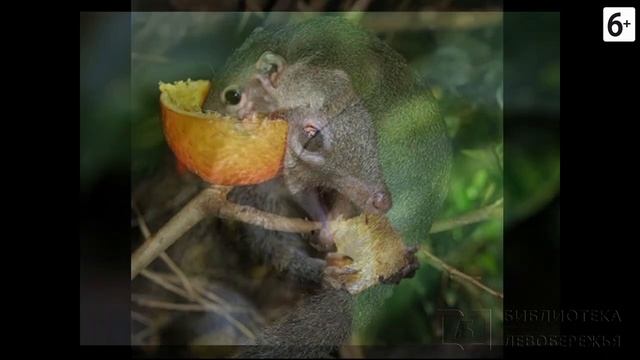 Удивительные соседи. Перохвостая тупайя