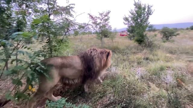 Как я знакомил ЛЬВИЦУ со ЛЬВОМ! смотреть онлайн