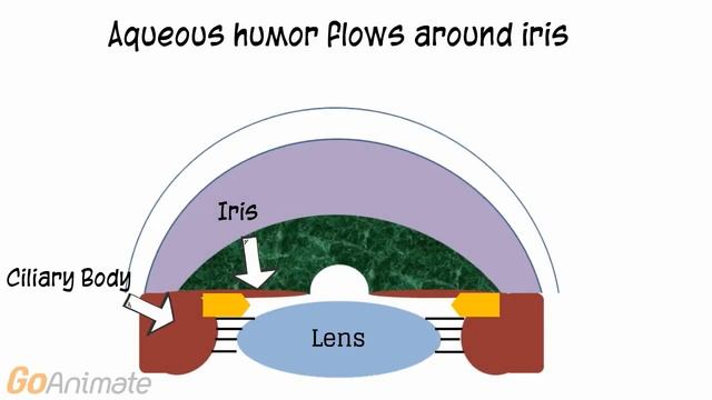 Anatomy and Physiology: Sensory System: The Eye смотреть онлайн
