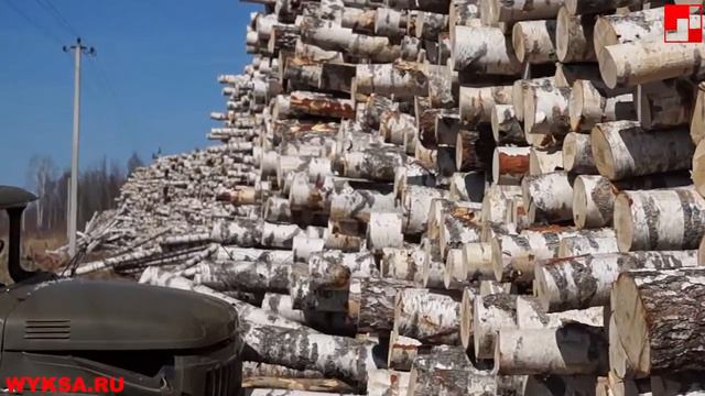 Отчего так в России березы шумят ? смотреть онлайн