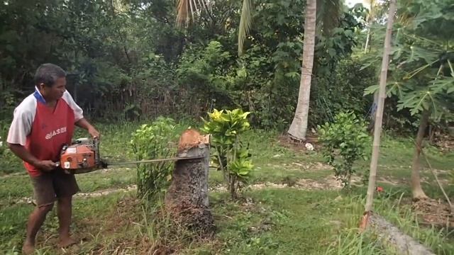 Спиливаем кокосовую пальму.Coconut Palm Cut 2019 смотреть онлайн