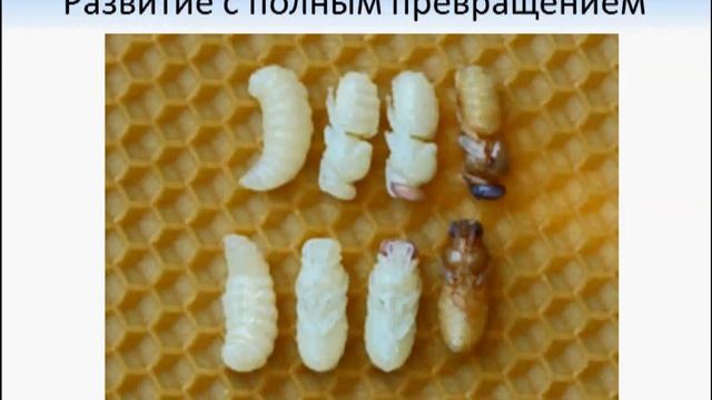 Перепончатокрылые. Биология 7 класс смотреть онлайн