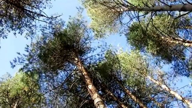 Ностальгия по любимым грибам смотреть онлайн