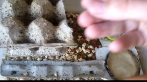 Туркменский таракан разведение