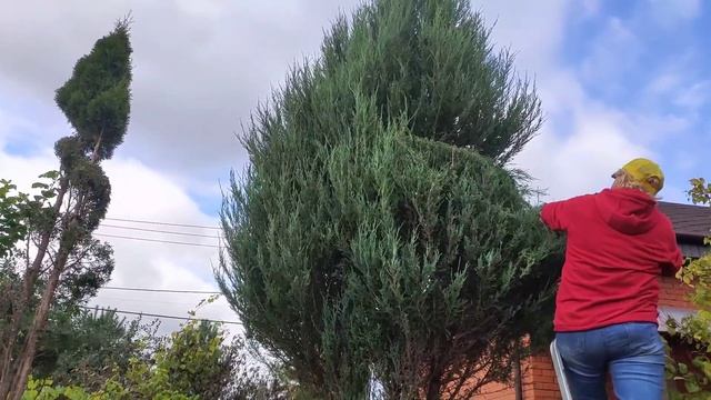 Фигурная стрижка кустарников и хвойных осенью. Часть 2. Стрижка высоких деревьев. смотреть онлайн