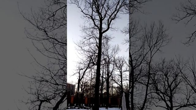 Дятел в городе смотреть онлайн