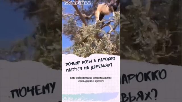 Почему козы в марокко пасутся на деревьях? смотреть онлайн