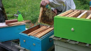 Расширяю, подымаю расплод.