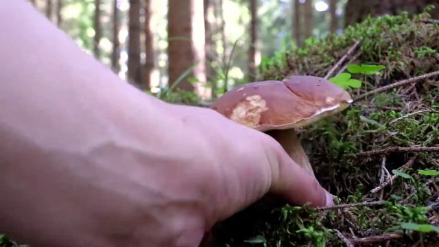 Mushroom Foraging - Boletus Edulis смотреть онлайн