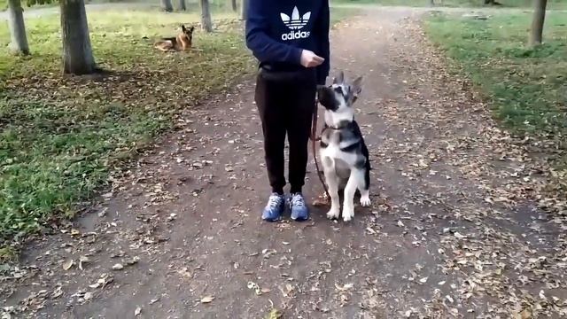 Команда рядом разворот в движении щенок ВЕО восточно европейская овчарка