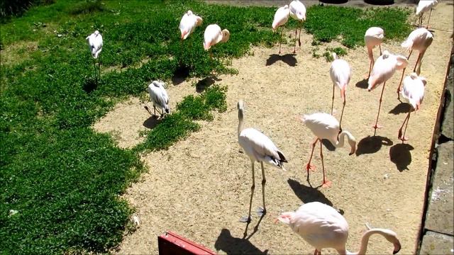 Фламинго в Ростовском зоопарке ( ч.1). 24.05.22 г. смотреть онлайн