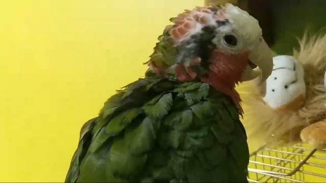 Кубинский Амазон В Эфире смотреть онлайн