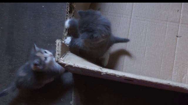 Котята в хорошие руки