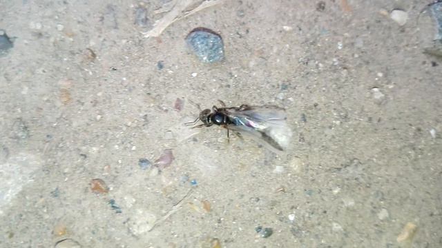 Муравьиная матка, еще не сбросившая крылья. Formicinae Sp. (Lepeletier, 1836).