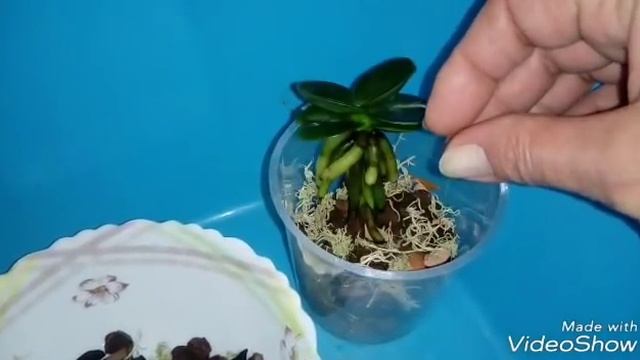 ПОСАДКА ОРХИДЕИ Sedirea Japonica Minmaru смотреть онлайн
