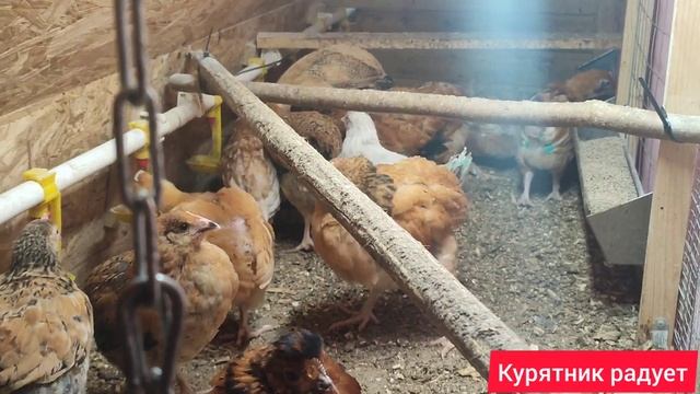 Курятник мне отвечает добром. смотреть онлайн