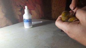 Подрезка,(стрижка) когтей и клюва у кенара.