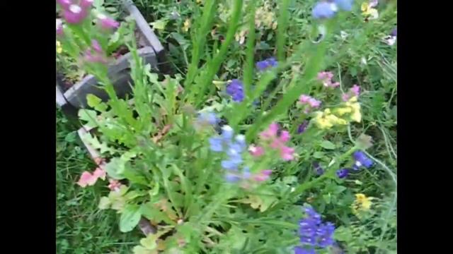 Вырезали малину/ Ежевика/ Груша/ Слива/ Картошка