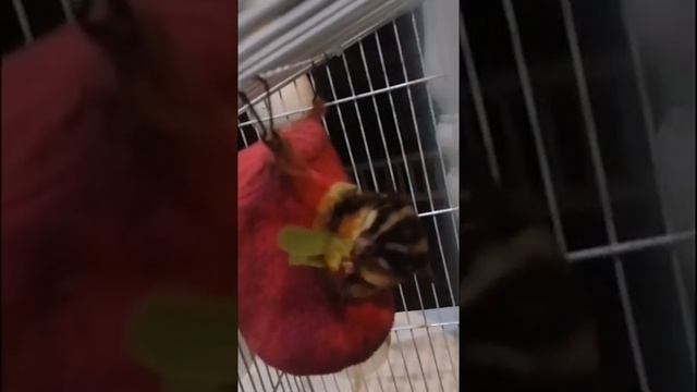 Белка-летяга за ужином смотреть онлайн