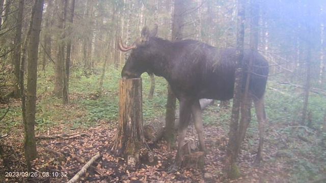 Три недели фотоловушка на солонце. смотреть онлайн