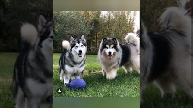 Маламуты Отличие Стандарт и Длинник (Alaskan Malamute)