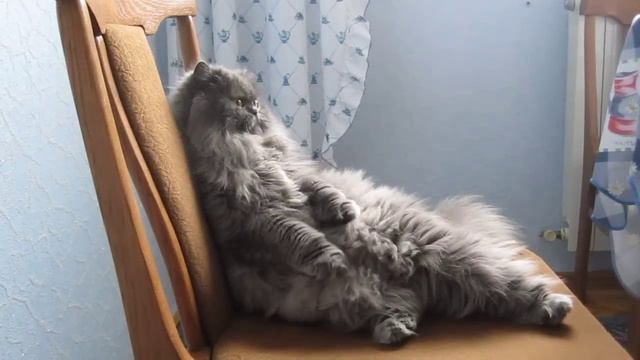 Кот прикольно садится на стул смотреть онлайн