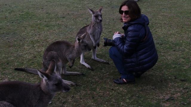 АВСТРАЛИЯ Кенгуру, Коалы и Невероятная природа // AUSTRALIA [720p!] смотреть онлайн