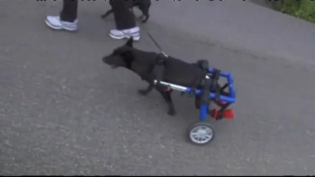 Собака инвалид смотреть онлайн