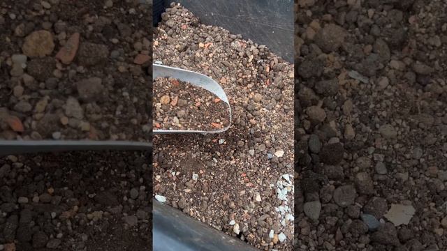 КАК ПОЛУЧИТЬ ДЕНЕЖНОЕ ДЕРЕВО С ТОЛСТЫМ СТВОЛОМ смотреть онлайн