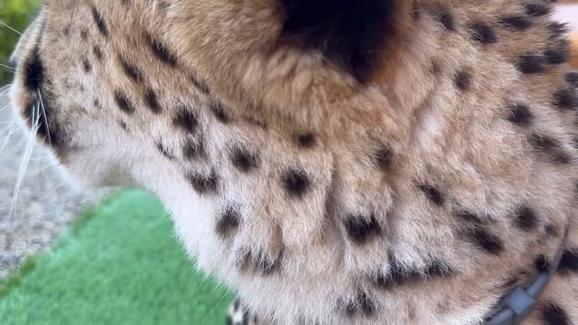 Так жарко что Герда даже не хочет бегать за Месси. Создали для гепарда Герды уютное мягкое местечко смотреть онлайн