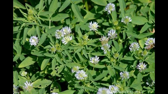 Пажитник сенной