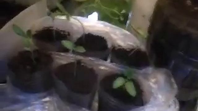 Рассада баклажан сорт "Алмаз" смотреть онлайн