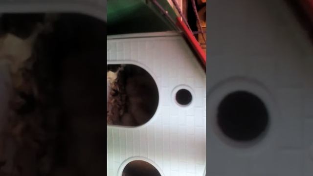 0+/ Камера наблюдения за Хомой ????/ 5 камер, 1хомяк/ смотреть онлайн