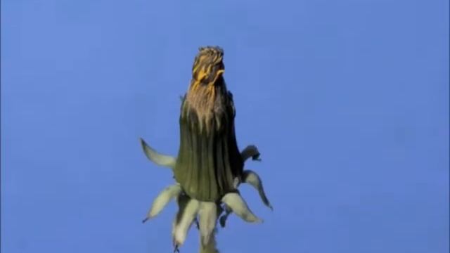 Жизнь одуванчика!!! смотреть онлайн