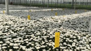 Выращивание ХРИЗАНТЕМЫ в Голландии ??