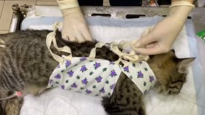 Как надеть попону на кошку.