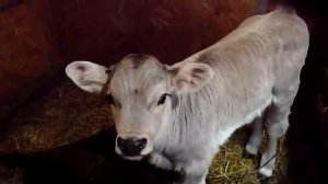 Откорм ТЕЛЯТ С ПЕРВЫХ ДНЕЙ ЖИЗНИ!