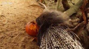 Самые большие грызуны в мире! Это вам не мышки!