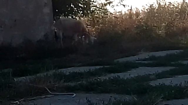 Утро, Нирвана.Получаем от солнца Прану. смотреть онлайн