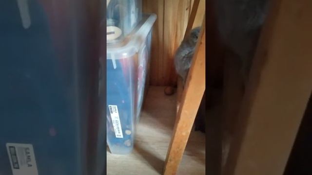 котенок британский вислоухий 1 месяц и 9 дней