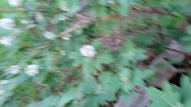 Lindísima floración y cuidados de mi hortensia hoja de roble | hortensia quercifolia смотреть онлайн