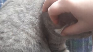 Грязные вислоухие ушки / СКОТТИШ ФОЛД / Уход за вислоухой кошкой / КОШКИН ДОМ