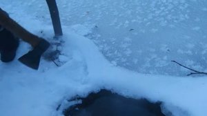 Постановка проходного капкана на бобра с приманкой