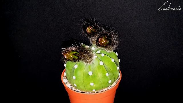 Echinopsis Subdenudata - For One Night Only - Cactus Blooms With Time-Lapse