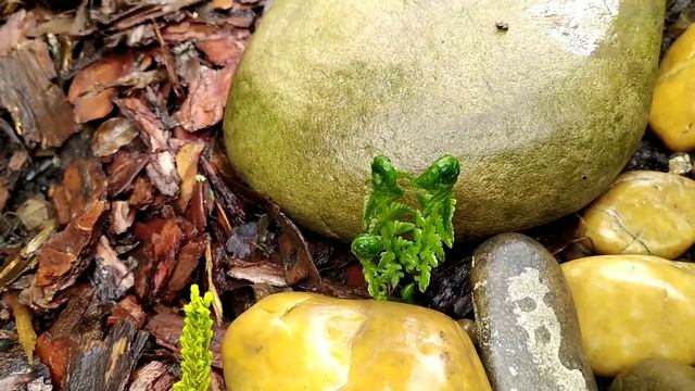 (часть 1) ВЕСЕННИЙ САД С НАЗВАНИЯМИ РАСТЕНИЙ | РЕДКИЕ растения в саду | Прогулка по саду смотреть онлайн