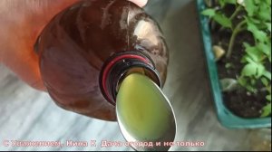 РАССАДА РАСТОЛСТЕЛА НА ГЛАЗАХ! ОРГАНИЧЕСКАЯ ПОДКОРМКА РАССАДЫ ТОМАТОВ. Природное удобрение из АЛОЭ